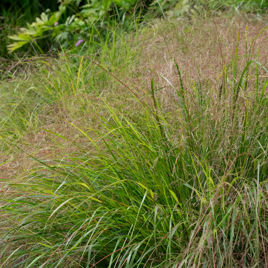Anemanthele lessoniana
