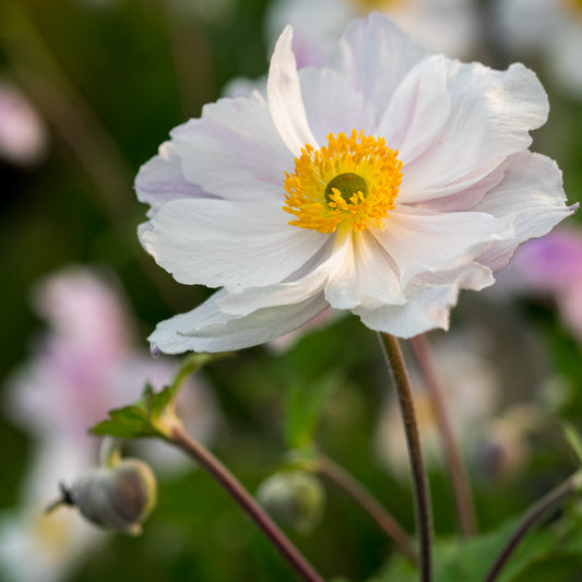 Anemone Dreaming Swan ('Macane004'PBR)