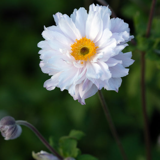 Anemone 'Frilly Knickers ('Fp007') (d)' - Hardy's Cottage Garden Plants
