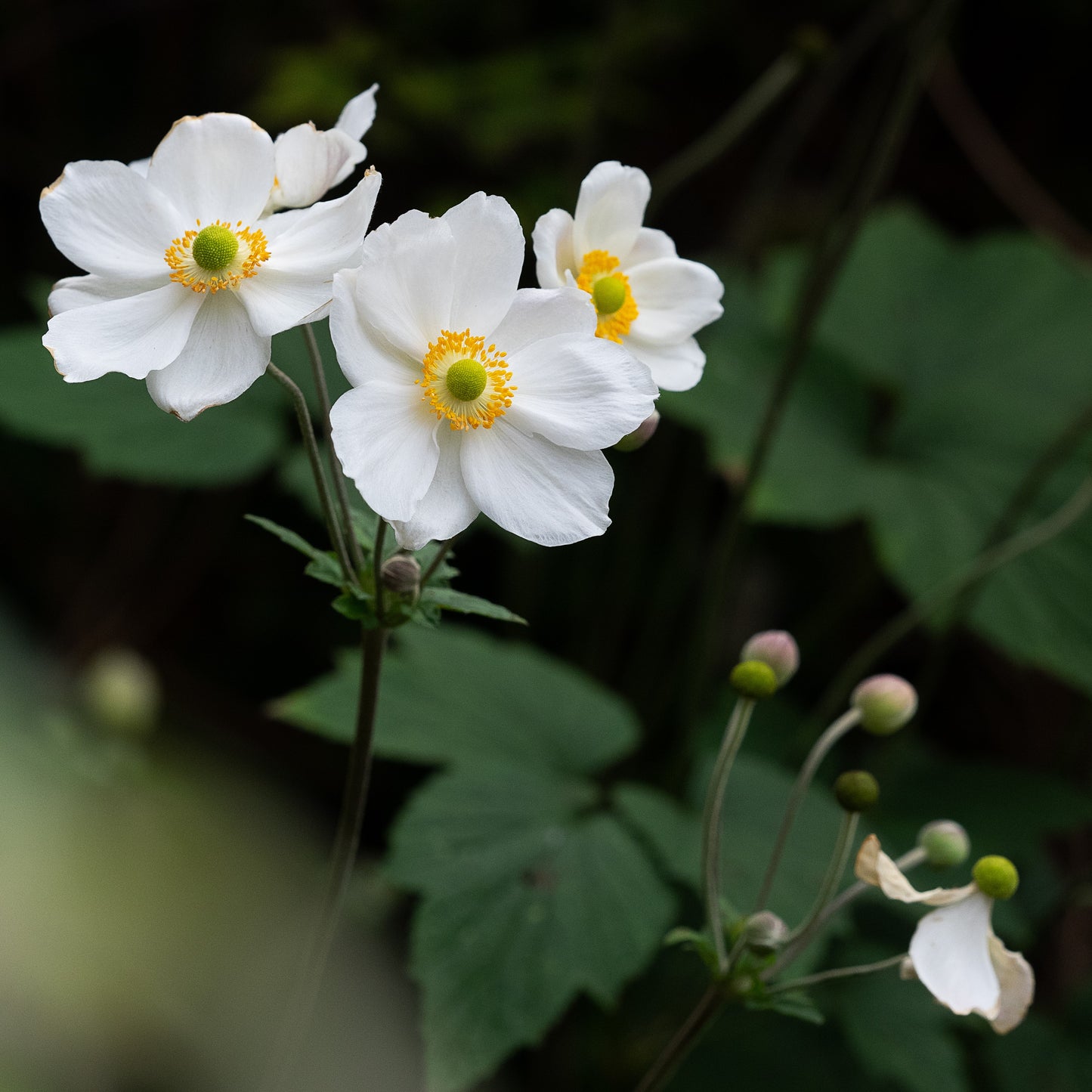 Anemone x hybrida 'Honorine Jobert'