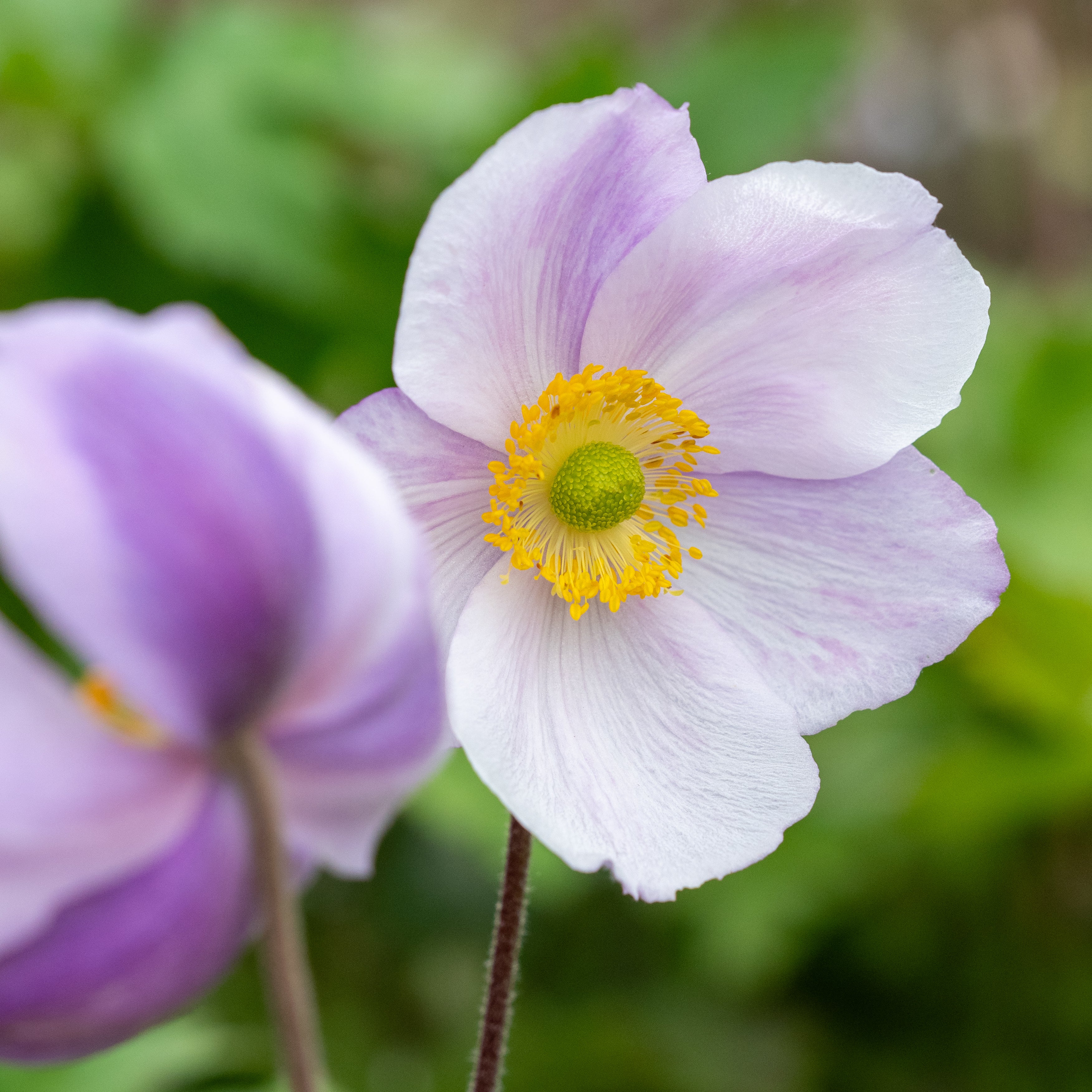 ANEMONE様　おまとめ AnemoneRegalSwan.jpg?v=