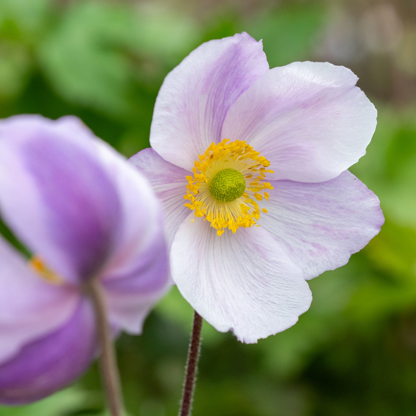 Anemone Regal Swan ('Macane044') PBR - Hardy's Cottage Garden Plants