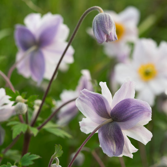 Anemone Ruffled Swan ('Macane007'PBR) - Hardy's Cottage Garden Plants