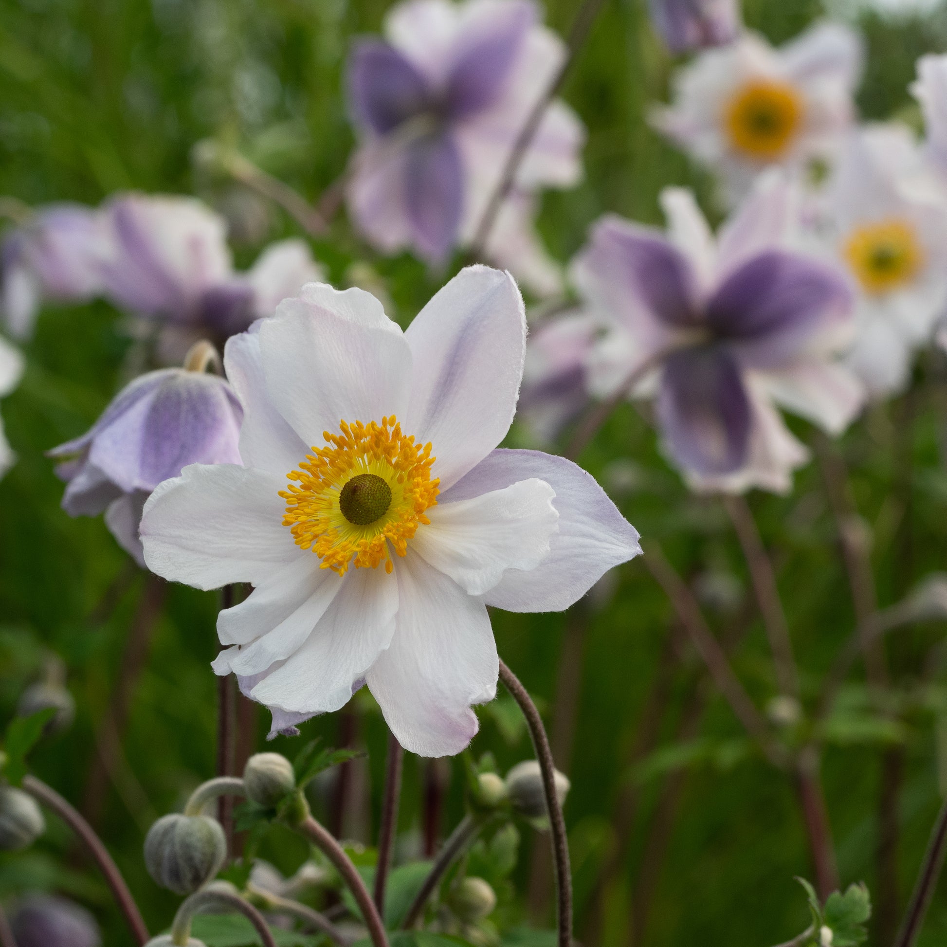 Anemone Ruffled Swan ('Macane007'PBR) - Hardy's Cottage Garden Plants
