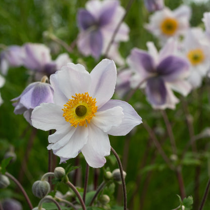 Anemone Ruffled Swan ('Macane007'PBR) - Hardy's Cottage Garden Plants