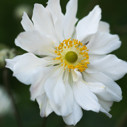 Anemone x hybrida 'Whirlwind'