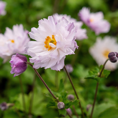 Anemone 'Frilly Knickers ('Fp007') (d)' - Hardy's Cottage Garden Plants
