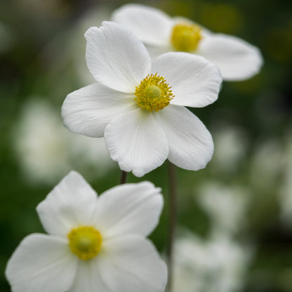 Anemone sylvestris - Hardy's Cottage Garden Plants