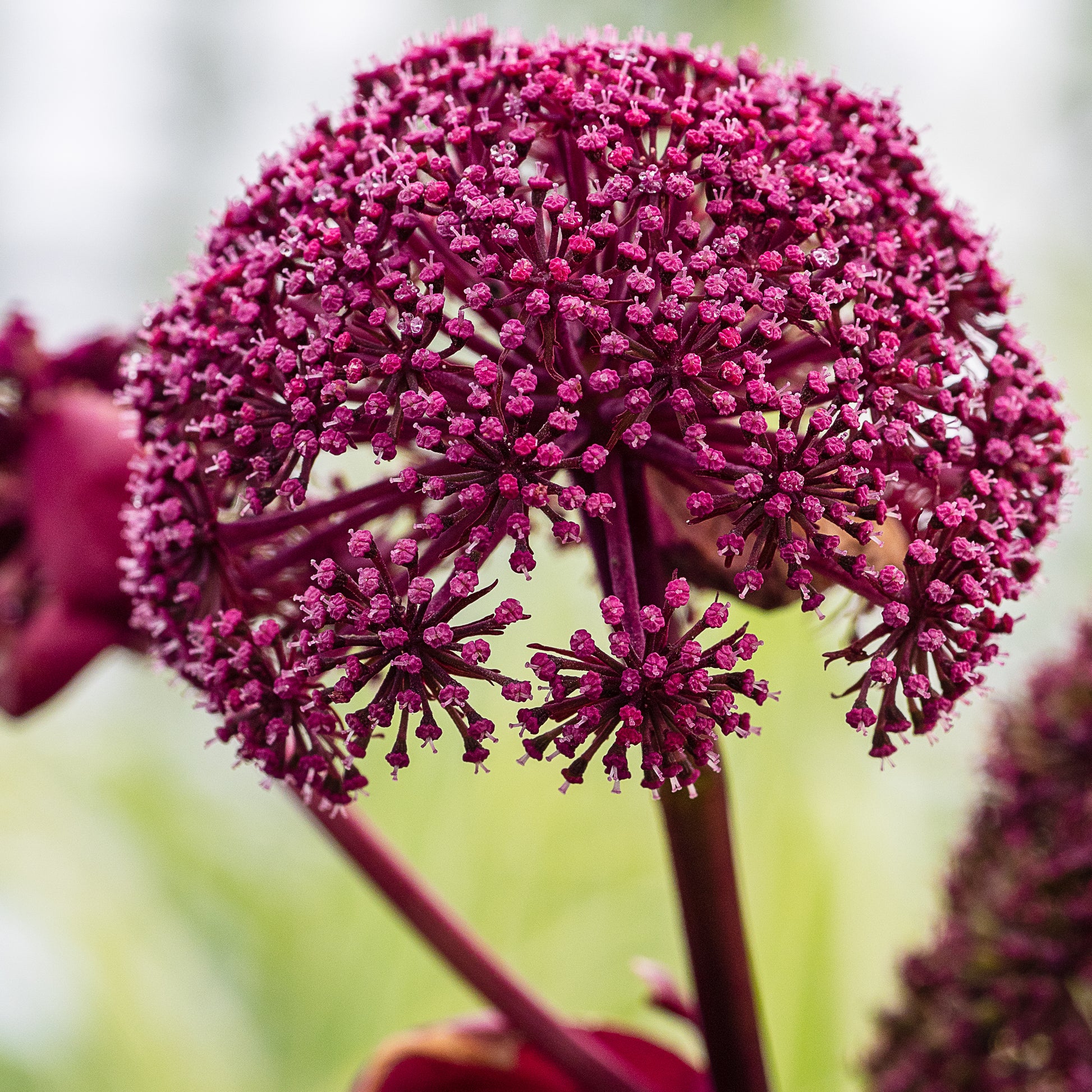 Angelica gigas - Hardy's Cottage Garden Plants