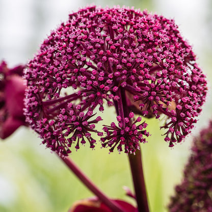 Angelica gigas - Hardy's Cottage Garden Plants