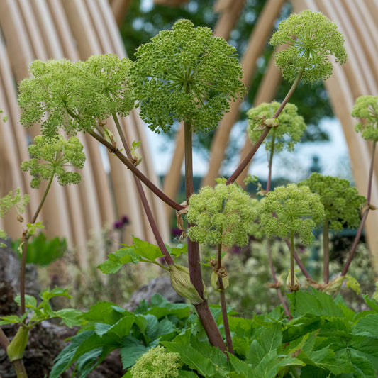 Angelica archangelica