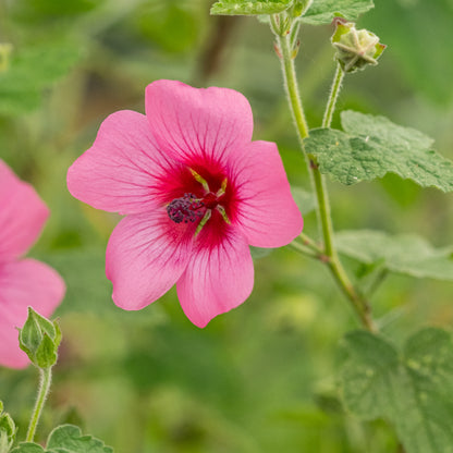 Anisodontea 'El Rayo' - Hardy's Cottage Garden Plants