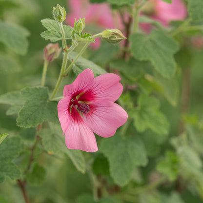 Anisodontea 'El Rayo' - Hardy's Cottage Garden Plants