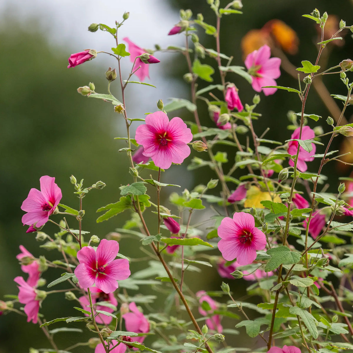 Anisodontea 'El Rayo' - Hardy's Cottage Garden Plants