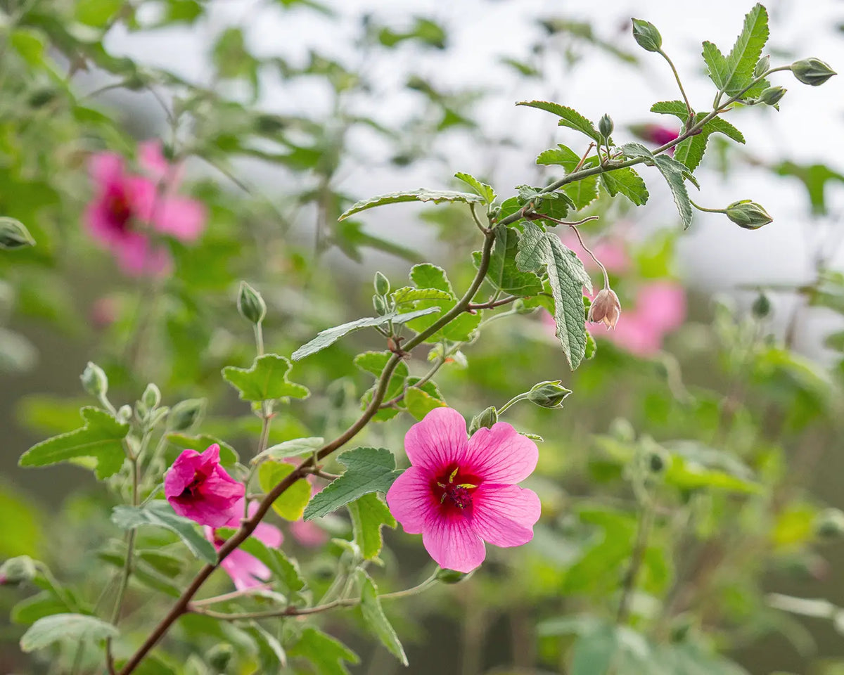 Anisodontea 'El Rayo' - Hardy's Cottage Garden Plants