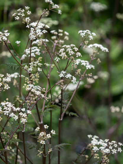 Anthriscus sylvestris 'Ravenswing' - Hardy's Cottage Garden Plants