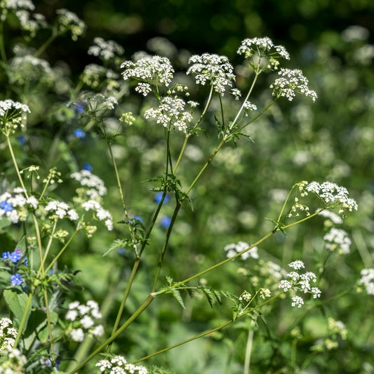 Anthriscus sylvestris