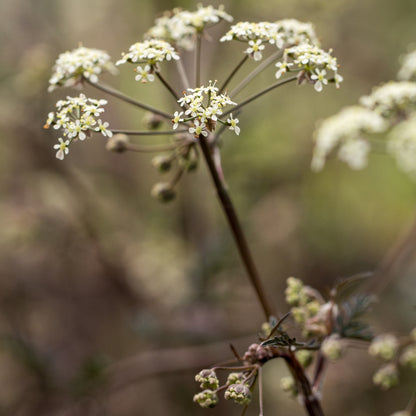 Anthriscus sylvestris 'Ravenswing' - Hardy's Cottage Garden Plants