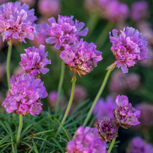 Armeria caespitosa 'Bevan's Variety'