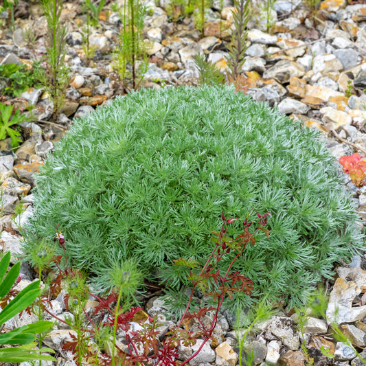 Artemisia schmidtiana 'Nana'
