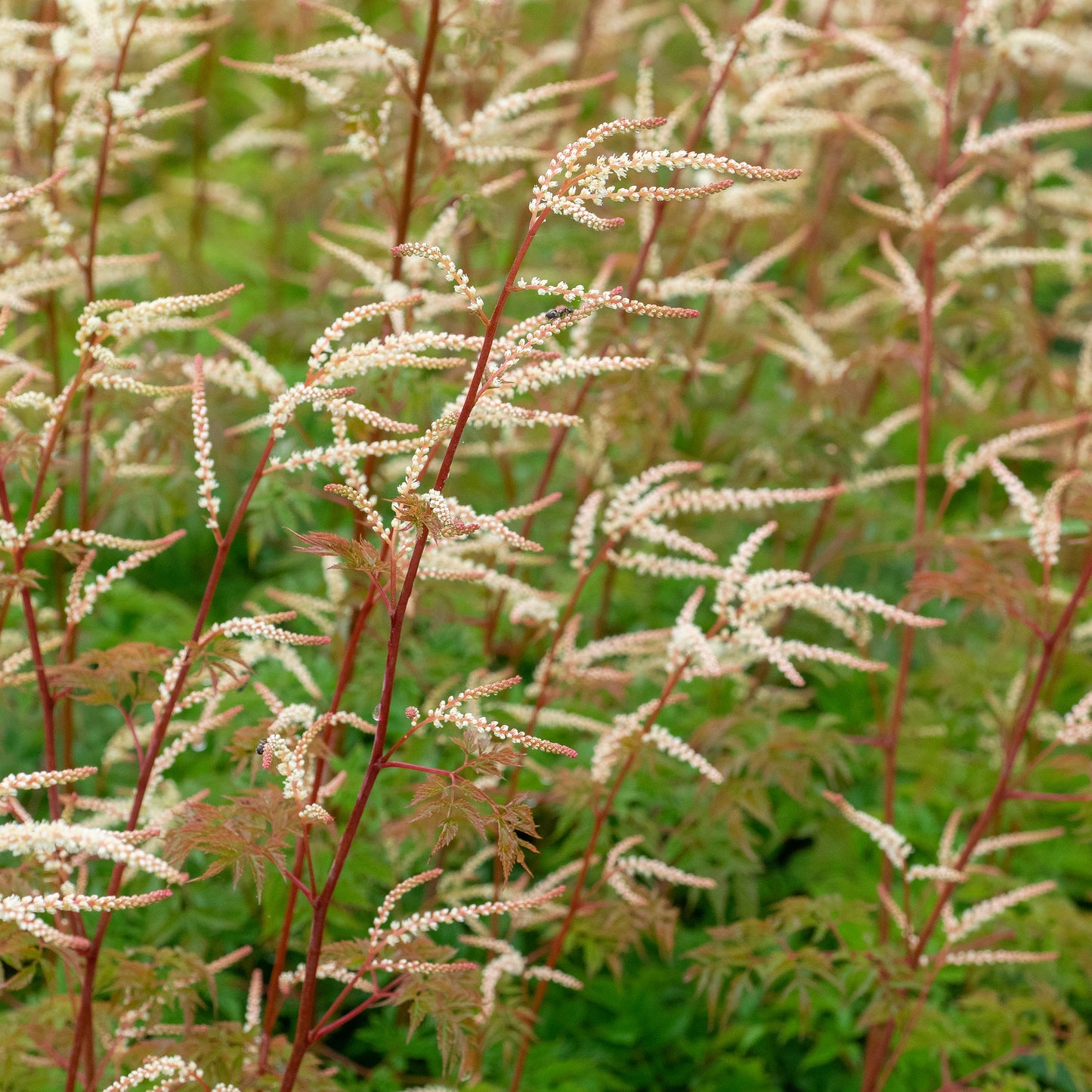 Aruncus 'Horatio'