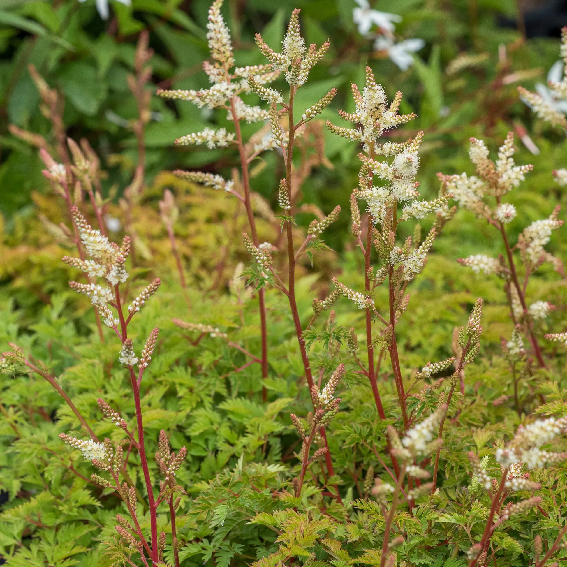 Aruncus aethusifolius — arching plumes of creamy-white flowers on red stems above a neat mound of finely divided filigree foliage
