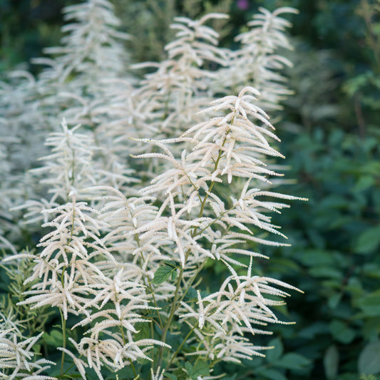 Aruncus dioicus - Hardy's Cottage Garden Plants