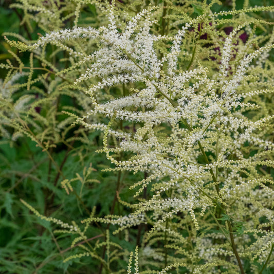 Aruncus dioicus 'Kneiffii'