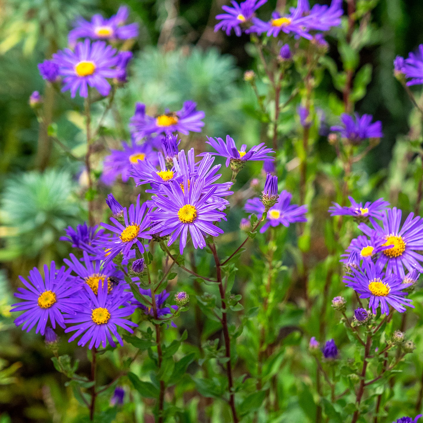 Aster amellus 'King George'