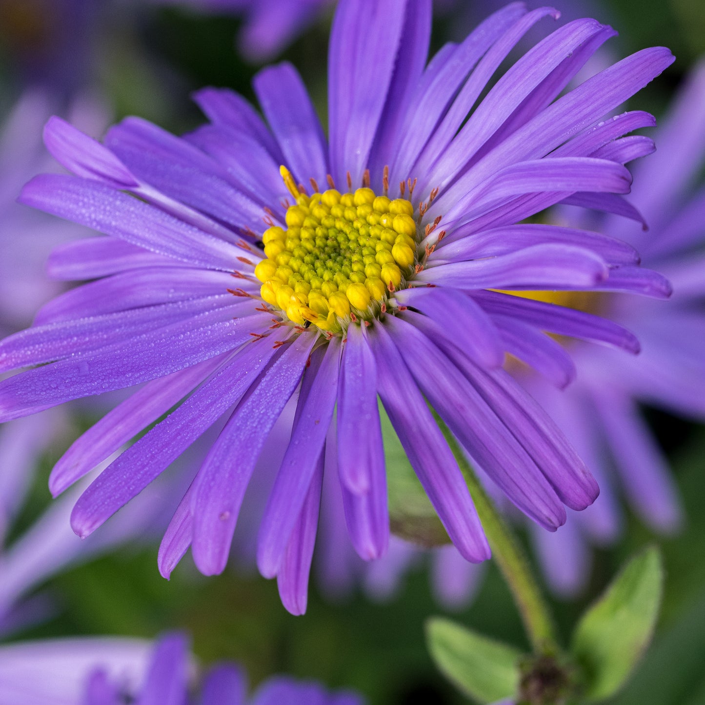 Aster thomsonii