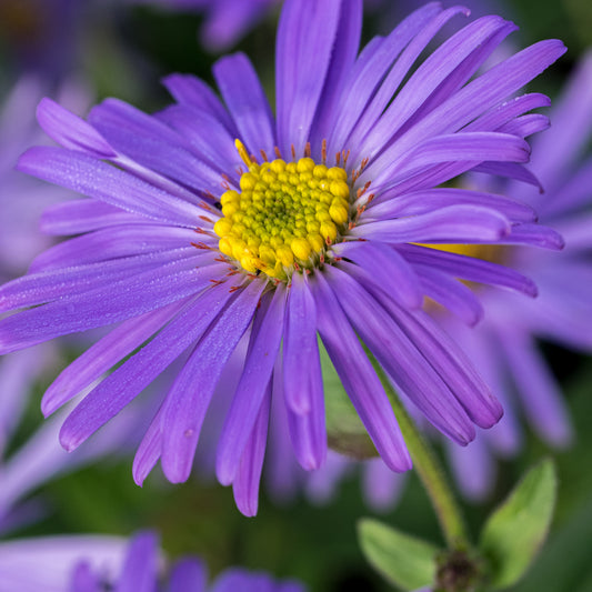 Aster thomsonii