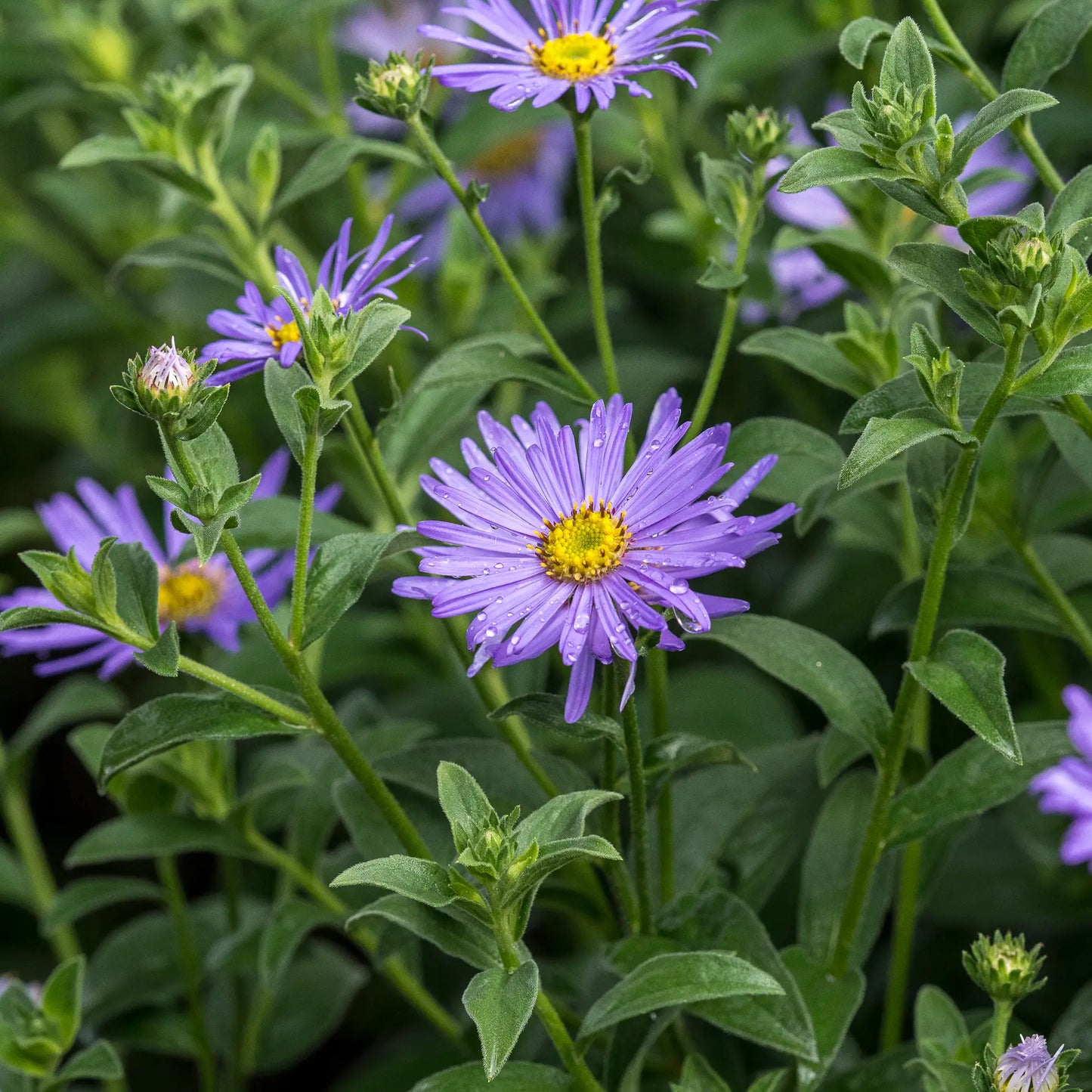 Aster frikartii 'Mönch' — bright lavender daisy flowers with golden-yellow centres