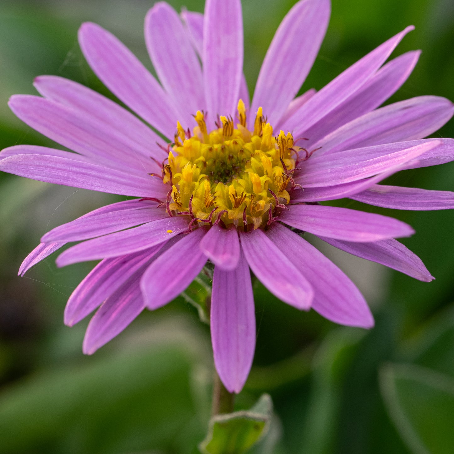 Aster amellus 'Rosa Erfüllung'