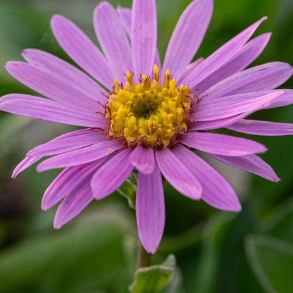 Aster amellus 'Rosa Erfüllung' - Hardy's Cottage Garden Plants