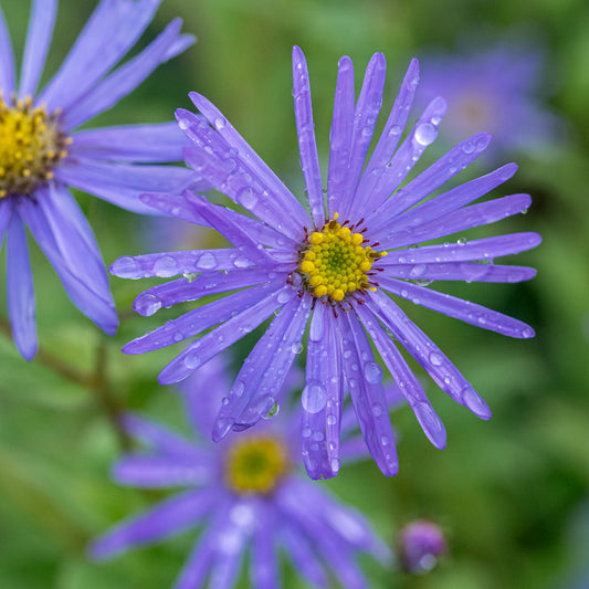 Aster frikartii 'Mönch'