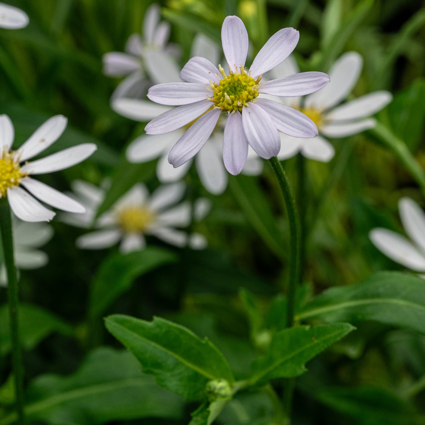 Aster savatieri