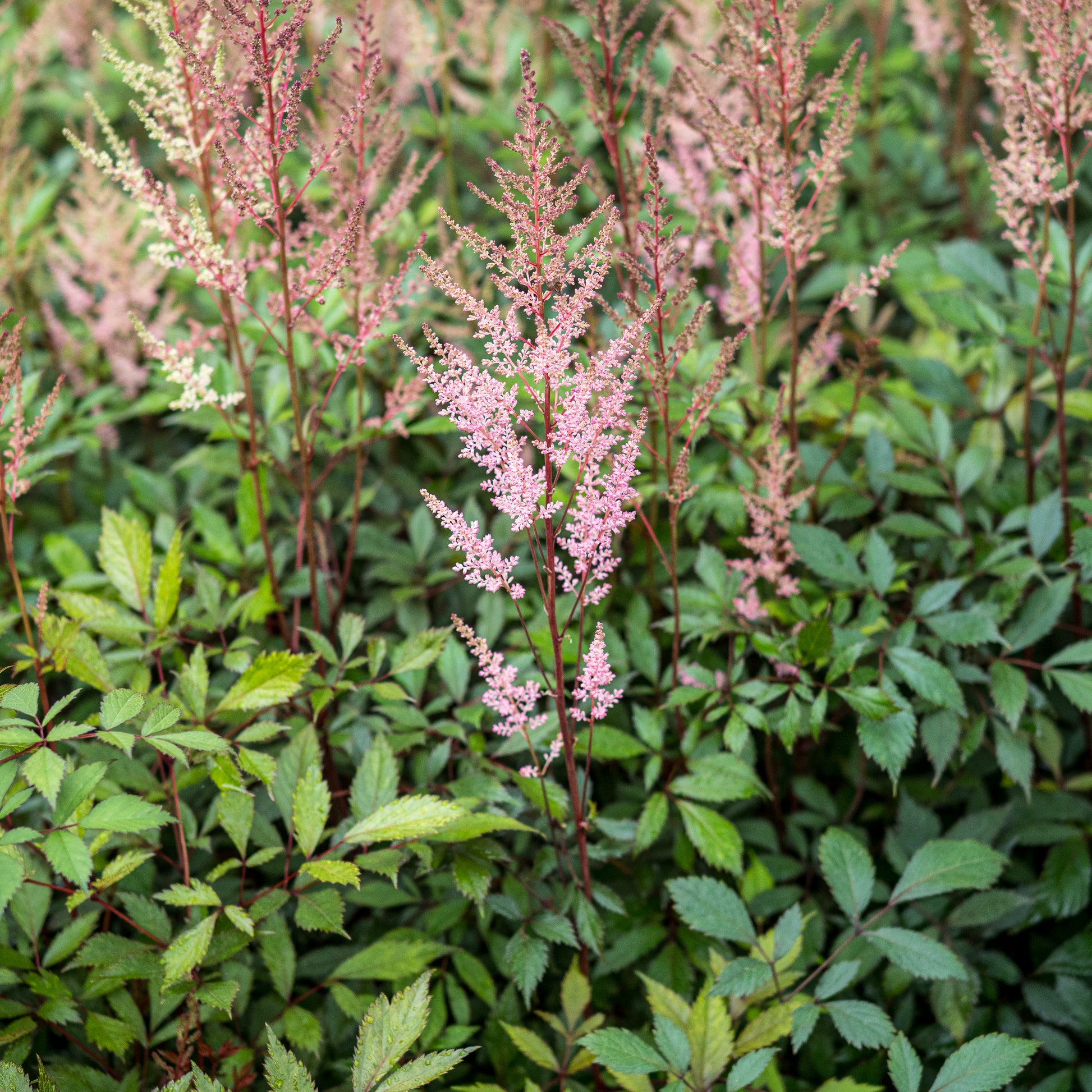 Astilbe 'Erica' (× _arendsii_) - Hardy's Cottage Garden Plants
