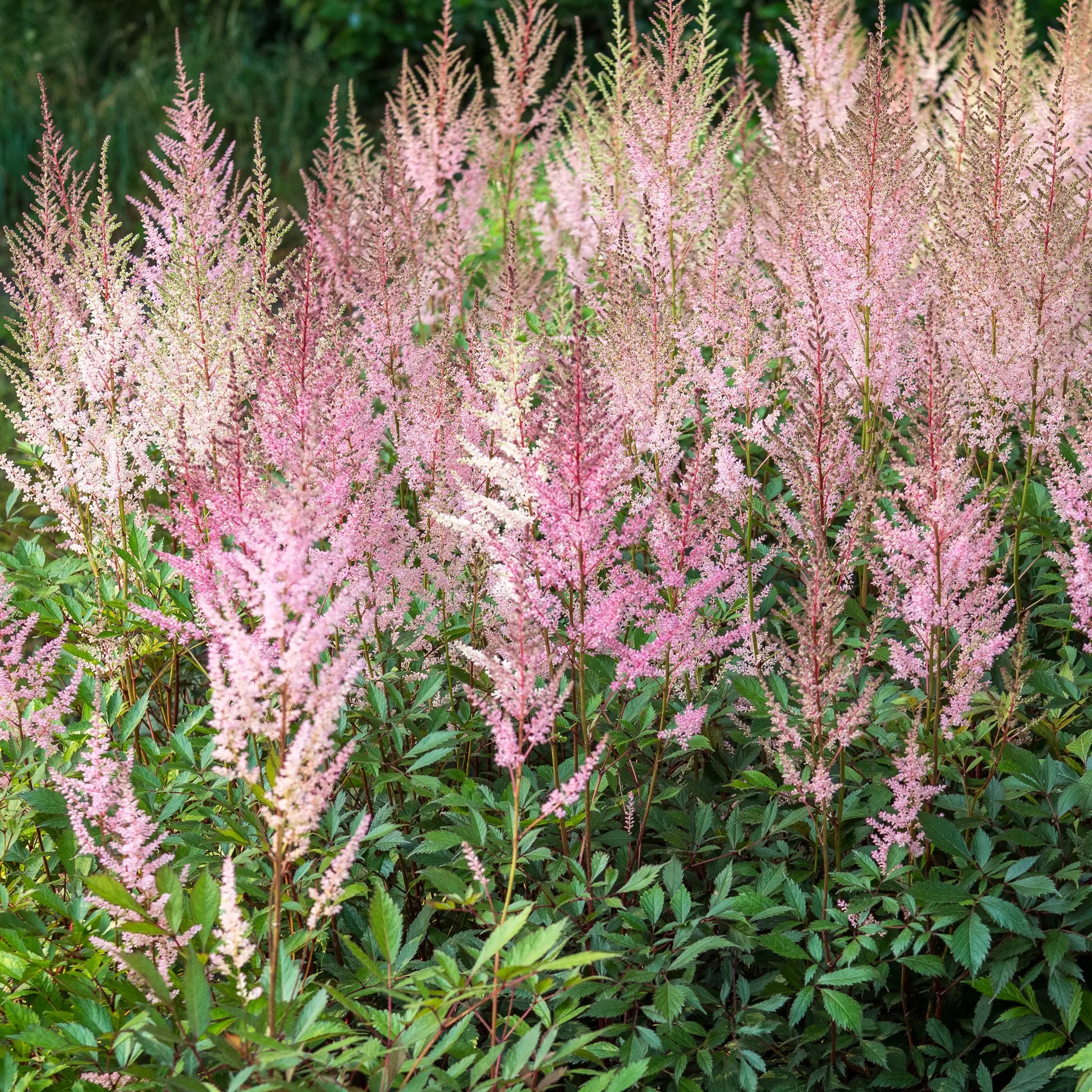 Astilbe 'Erica' | Pale Pink Plumes for Moist & Shady Gardens
