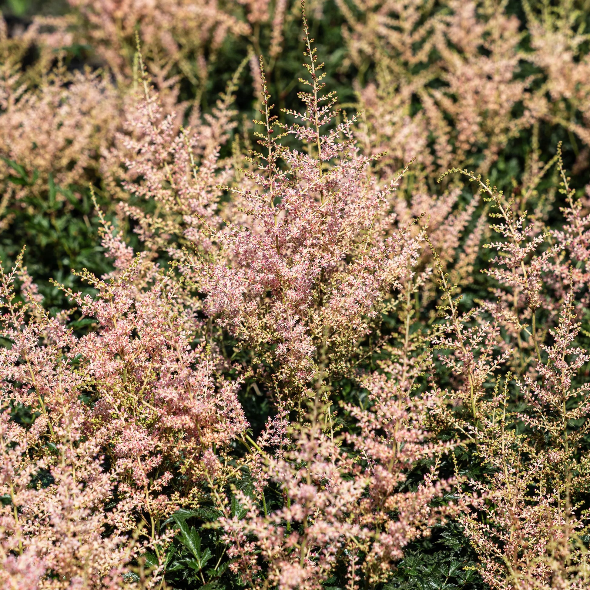 Astilbe 'Hennie Graafland' – fluffy pale pink plumes above finely divided dark green foliage