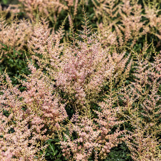 Astilbe 'Hennie Graafland' – fluffy pale pink plumes above finely divided dark green foliage