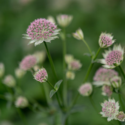 Astrantia 'Buckland' - Hardy's Cottage Garden Plants