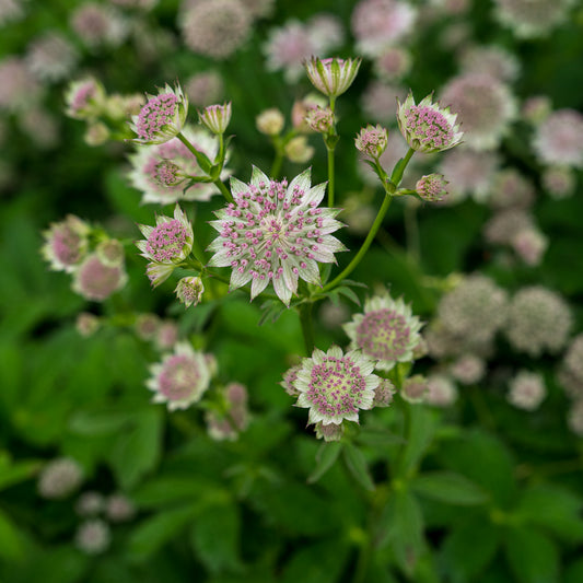 Astrantia 'Buckland' - Hardy's Cottage Garden Plants