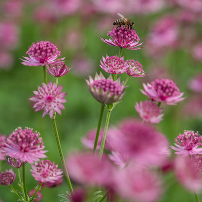 Astrantia 'Roma'  PBR' - Hardy's Cottage Garden Plants