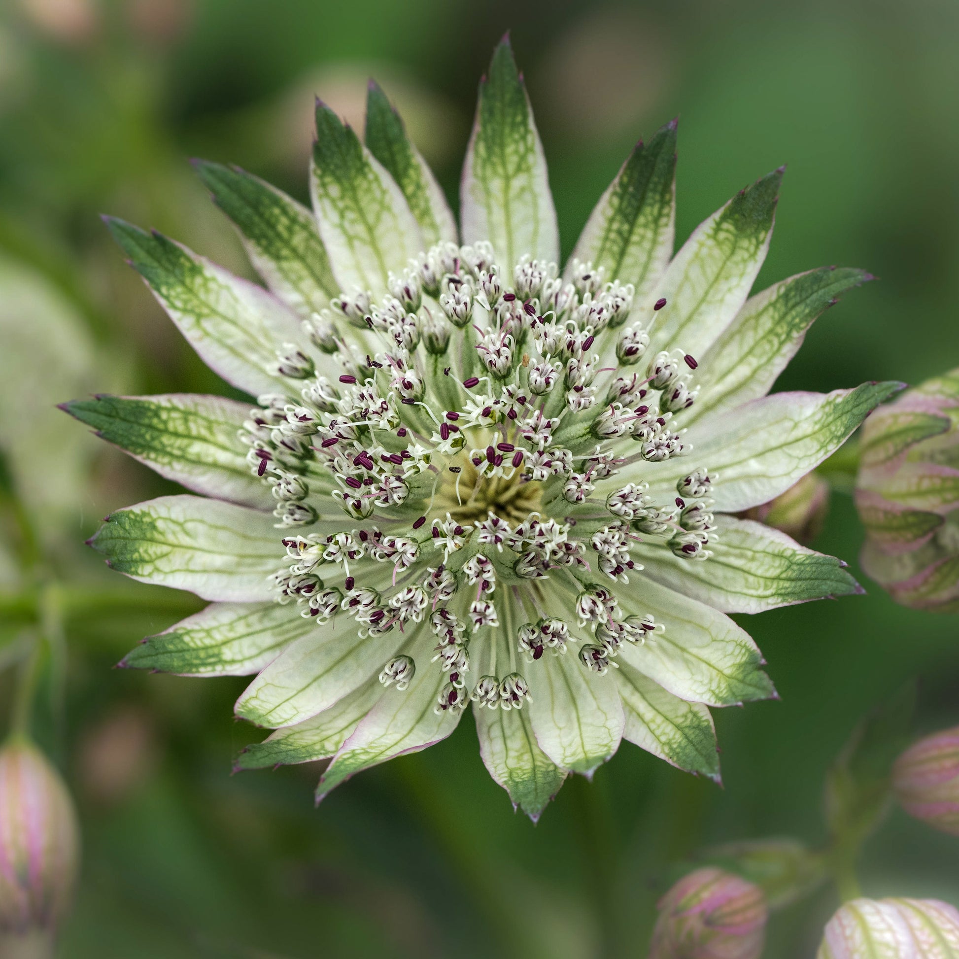 Astrantia  'Superstar'PBR - Hardy's Cottage Garden Plants