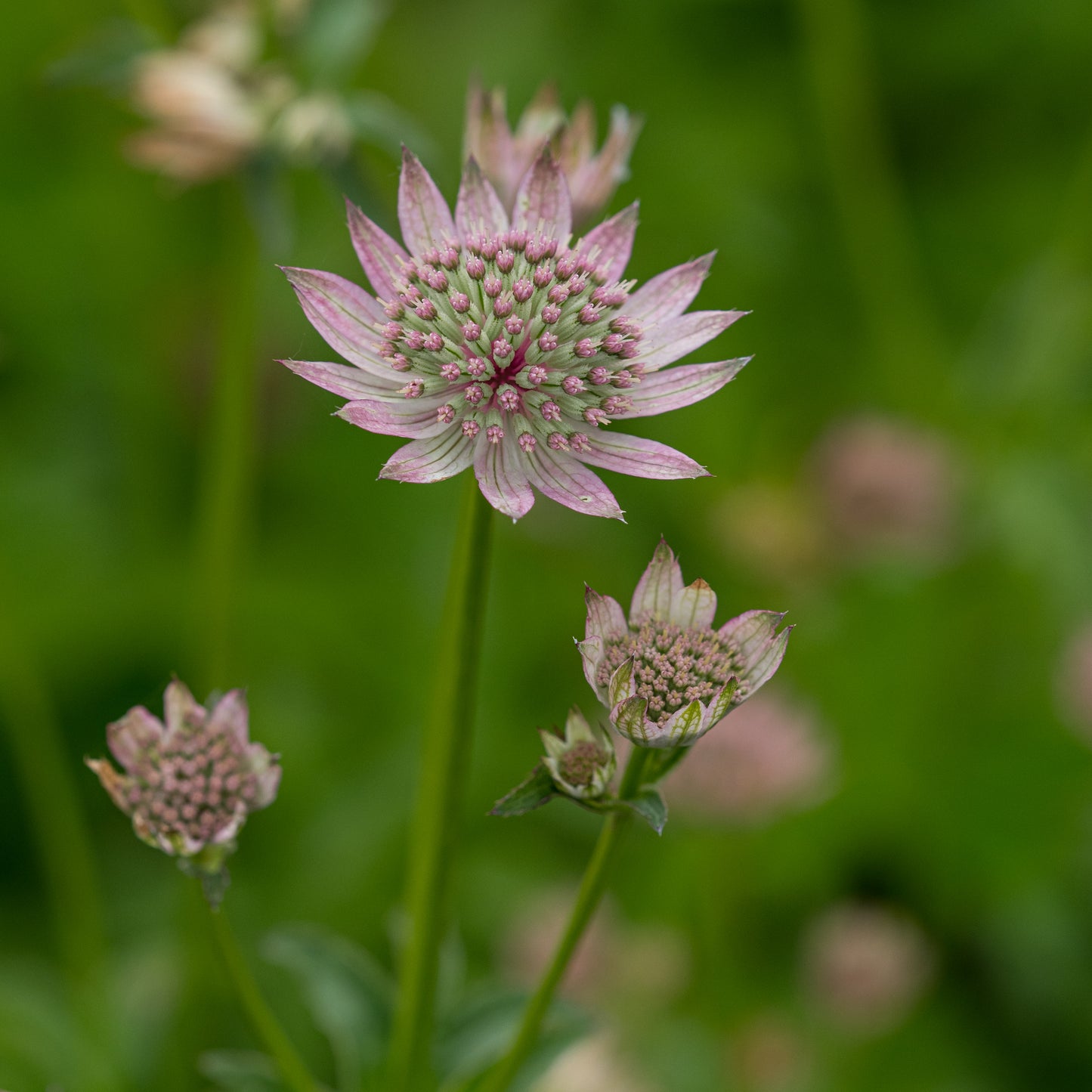 Astrantia major 'Florence' PBR - Hardy's Cottage Garden Plants