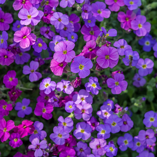 Aubrieta Royal Series