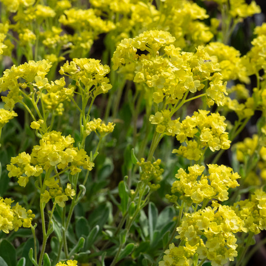 Aurinia saxatilis