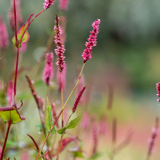 Bistorta amplexicaulis 'Elworthy Candy'