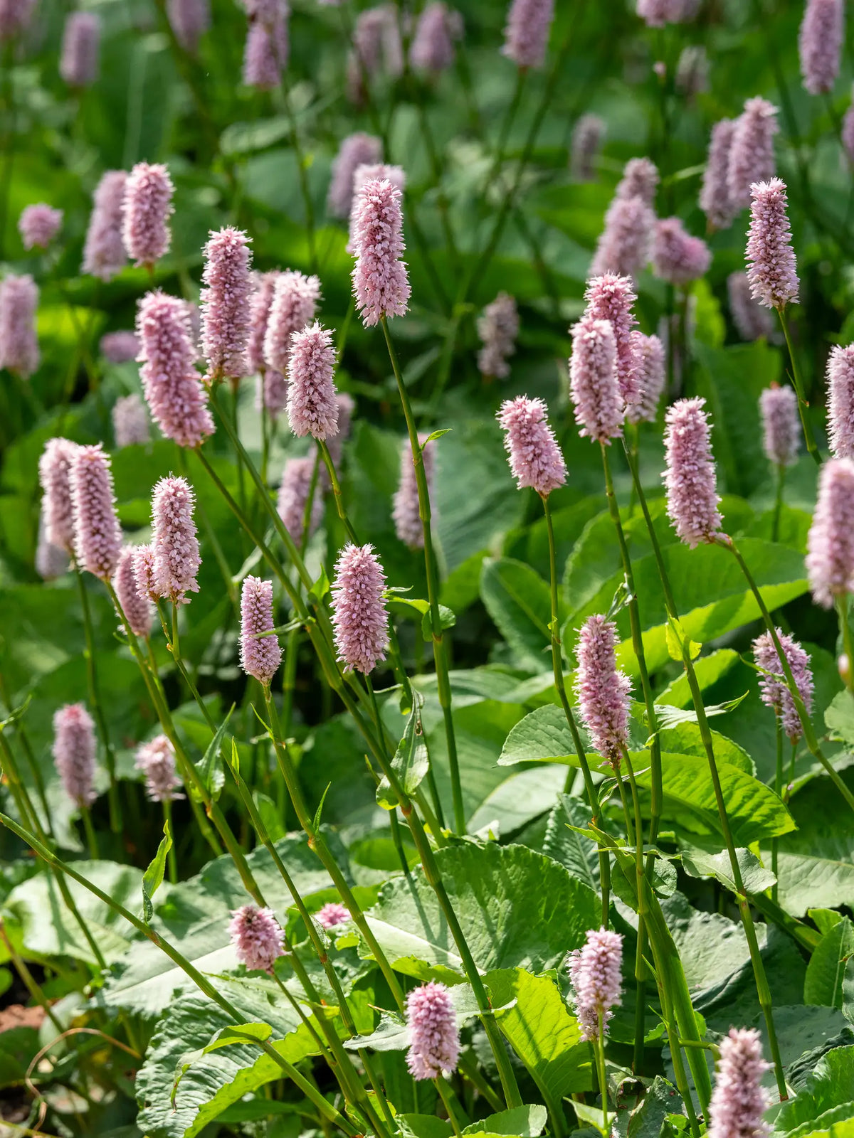 Bistorta officinalis Superba pink flower spikes held above the spear-shaped green foliage. Growing in a border on a sunny summers day.