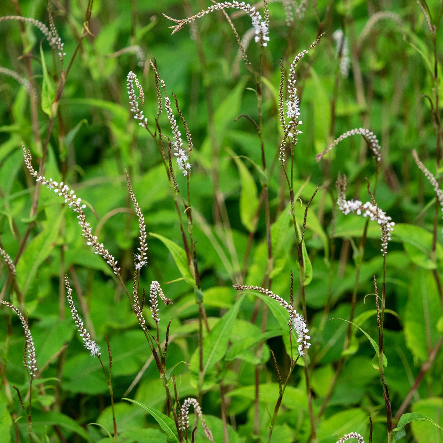 Bistorta amplexicaulis 'Alba'